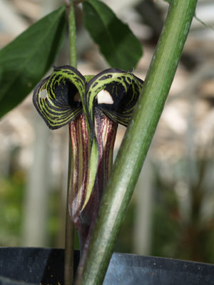 ARISAEMA KIUSHIANUM