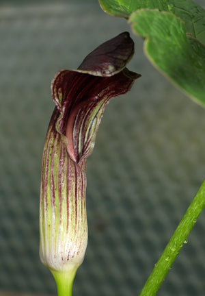 ARISAEMA LINGYUNENSE