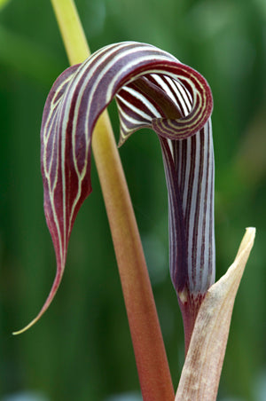 ARISAEMA RHOMBIFORME