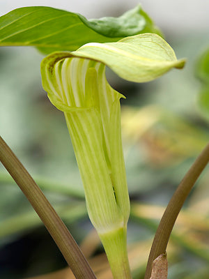 ARISAEMA AMURENSE subsp.ROBUSTUM