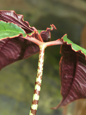 ARISAEMA SPECIOSUM var.MAGNIFICUM