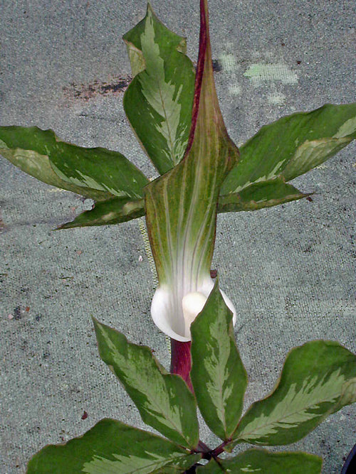 ARISAEMA SIKOKIANUM variegated