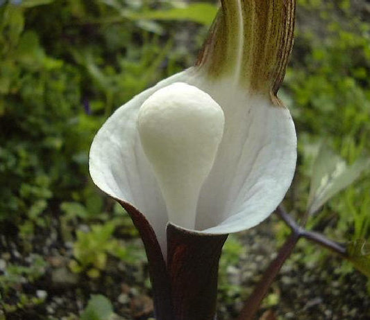 ARISAEMA SIKOKIANUM