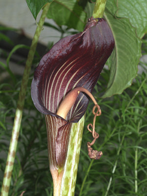 ARISAEMA SPECIOSUM