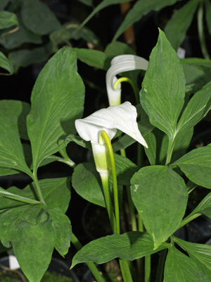 ARISAEMA SAXATILE