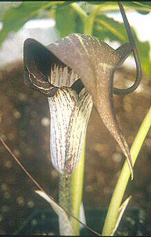 ARISAEMA THUNBERGII subsp.URASHIMA
