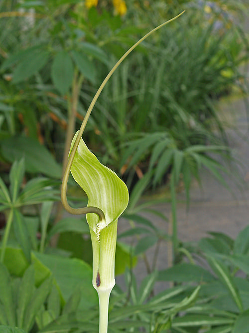 ARISAEMA TORTUOSUM