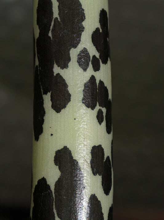 SAUROMATUM VENOSUM CC 3810