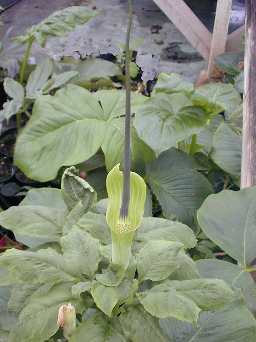 ARISAEMA TORTUOSUM CC 3203