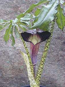 ARISAEMA TAIWANENSE