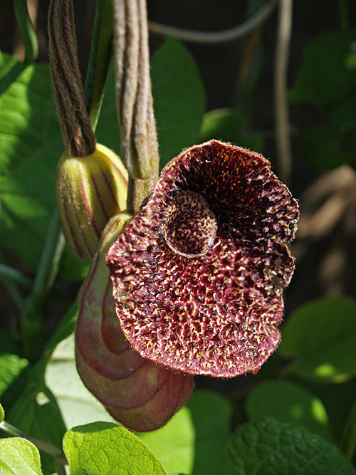 ARISTOLOCHIA ELEGANS