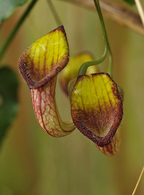 ARISTOLOCHIA SEMPERVIRENS