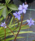 ARISTEA ECKLONII