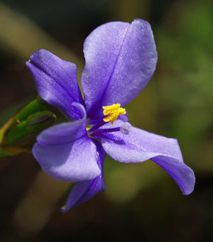ARISTEA GRANDIS
