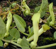 ARISTOLOCHIA PAUCINERVIS AB&S 4393