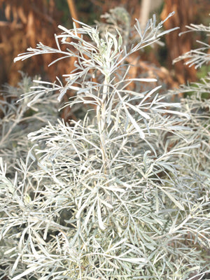 ARTEMISIA ARBORESCENS