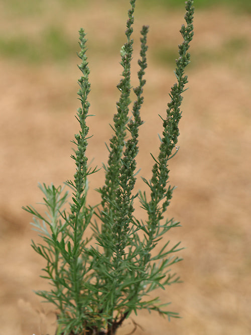 ARTEMISIA CAERULESCENS subsp.CRETACEA