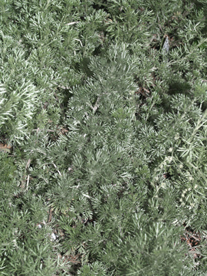 ARTEMISIA FRIGIDA NNS 06-84