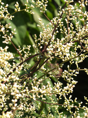 ARTEMISIA LACTIFLORA 'GUIZHOU'