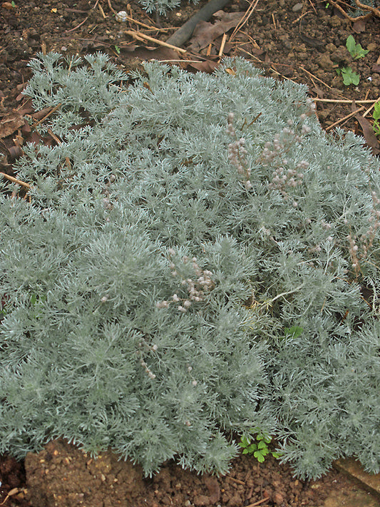 ARTEMISIA SCHMIDTIANA 'NANA'