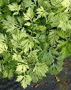 ARTEMISIA VULGARIS 'WOOLASTON'
