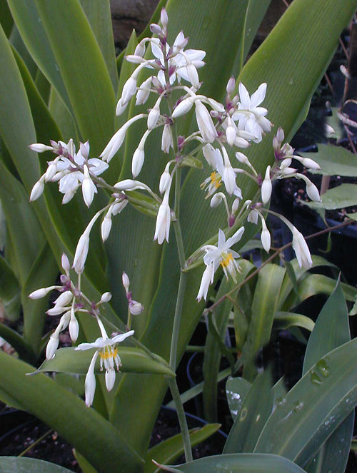 ARTHROPODIUM CIRRATUM 'MATAPOURI BAY'