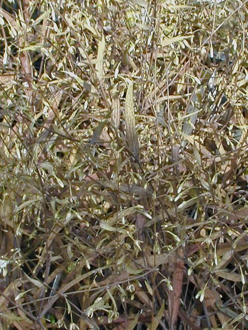 ARTHROPODIUM CANDIDUM var.PURPUREUM