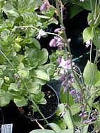 ARTHROPODIUM MILLEFLORUM