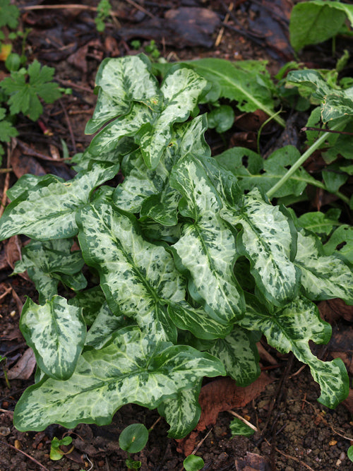 ARUM ITALICUM subsp.ITALICUM good marked form 2