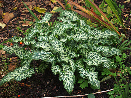 ARUM ITALICUM subsp.ITALICUM GOOD MARKED FORM