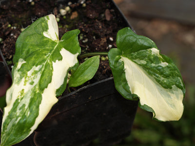 ARUM MACULATUM 'BAKOUCI'