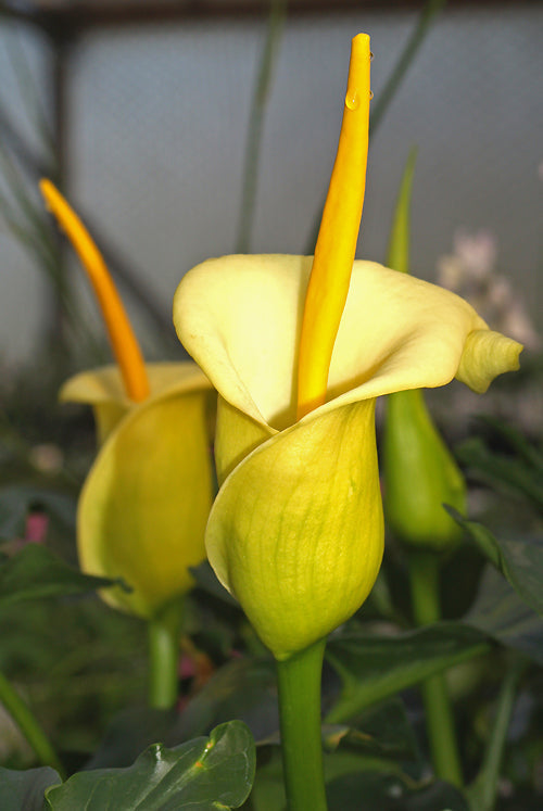 ARUM CRETICUM 'KARPATHOS' (FCC form)