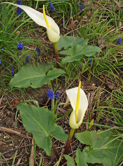 ARUM CRETICUM 'MARMARIS WHITE'