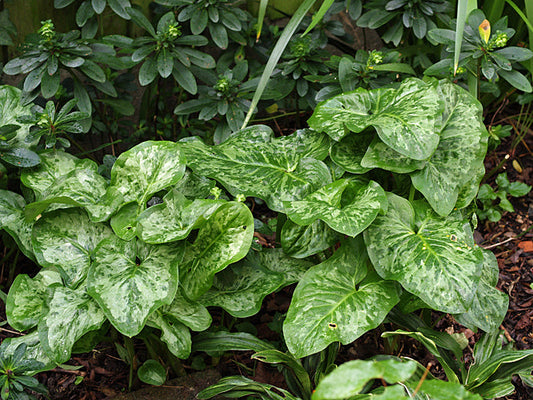ARUM 'CHAMELEON'