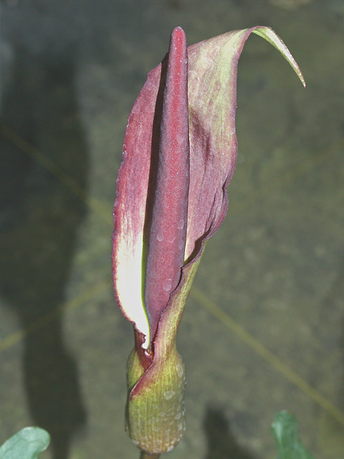 ARUM ORIENTALE