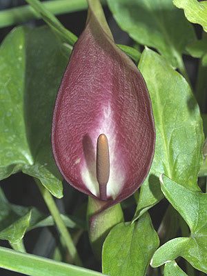 ARUM CYRENAICUM
