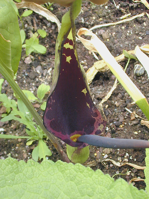 ARUM DIOSCORIDIS var.SMITHII