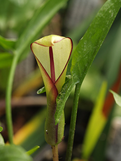 ARUM HYGROPHILUM