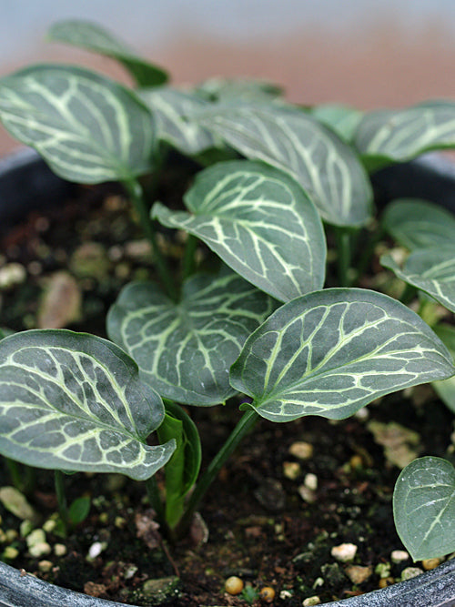 ARUM ITALICUM 'ANGELIQUE'