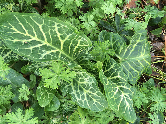 ARUM ITALICUM 'BADSEY GIANT'