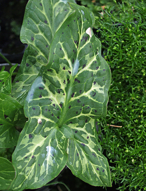 ARUM ITALICUM 'CHUI'