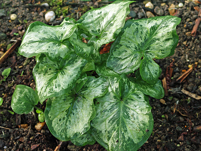 ARUM ITALICUM 'IDRIS'