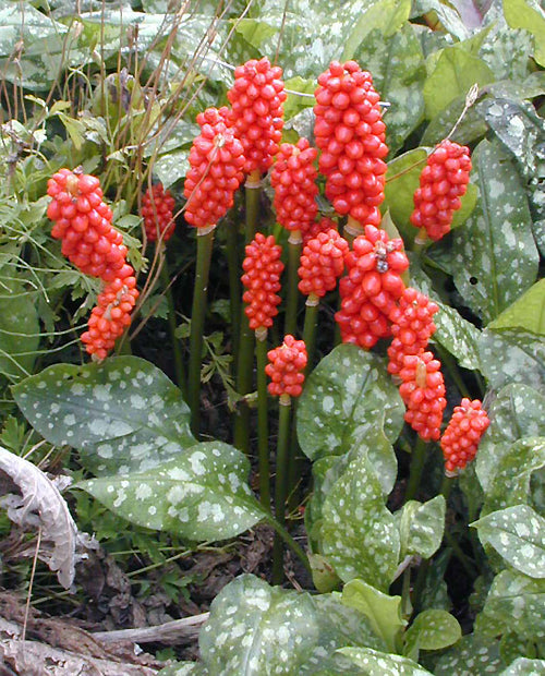 ARUM ITALICUM subsp.ITALICUM 'PICTUM'