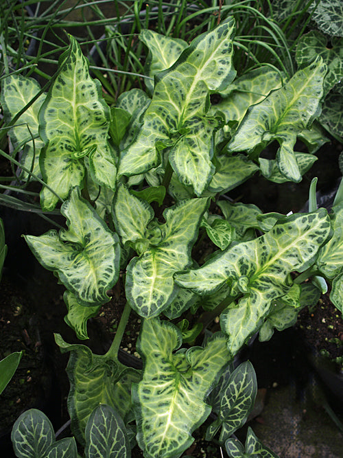 ARUM ITALICUM subsp.ITALICUM 'UNIQUITY'