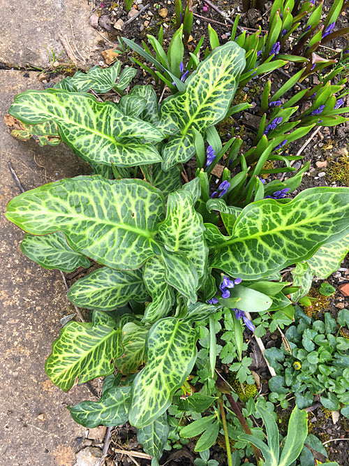 ARUM ITALICUM 'VAN GOUGH'
