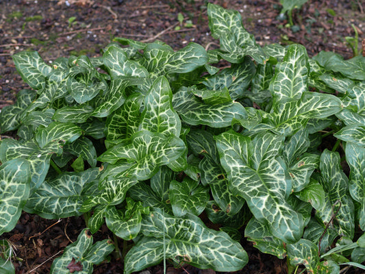 ARUM ITALICUM subsp.ITALICUM 'WHITE WINTER'