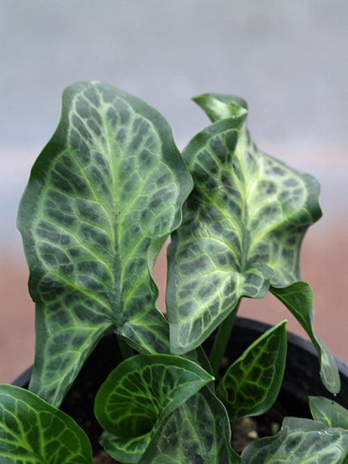 ARUM ITALICUM 'YARNELLS'