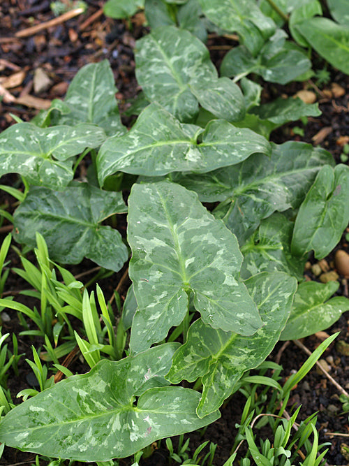 ARUM ITALICUM (9cm pot)