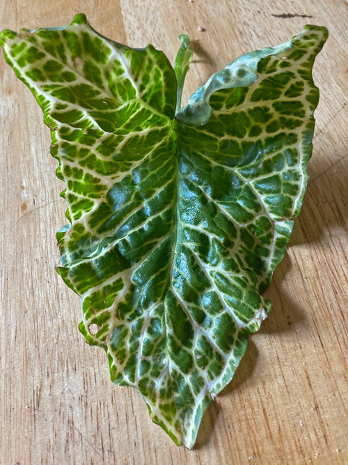 ARUM ITALICUM 'GOLDEN JOY'