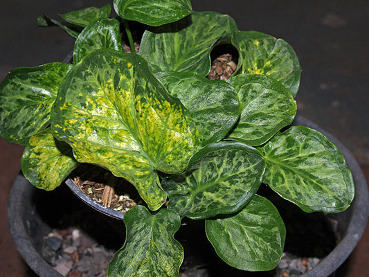 ARUM ITALICUM subsp.ITALICUM NANCY LINDSAY